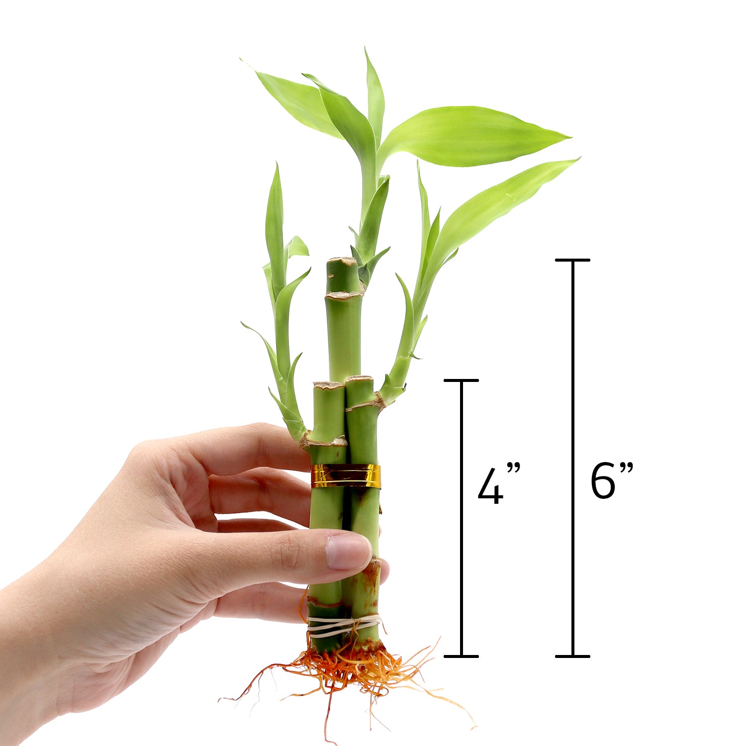 lucky bamboo stalk shriveling Three Stalk Lucky Bamboo Indoor Plant Arrangement, Wholesale Live Indoor Plant