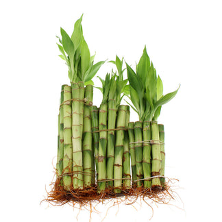 Bundle of 30 Stalks of Lucky Bamboo Plants: 10x 4-Inch, 10x 6-Inch, and ...