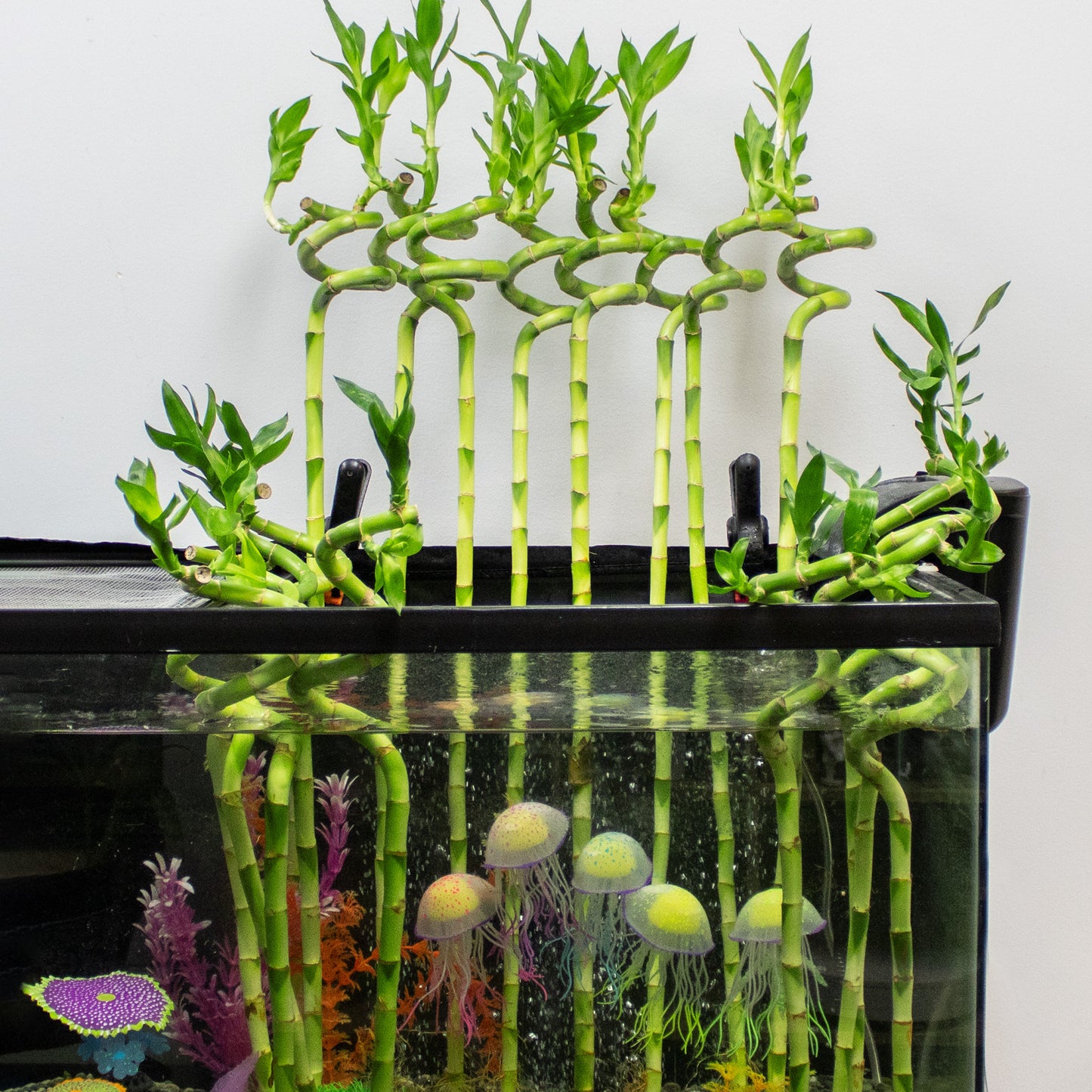 Bundles of spiral lucky bamboo stalks on a fish tank with 5 plastic jellyfish and plastic plants
