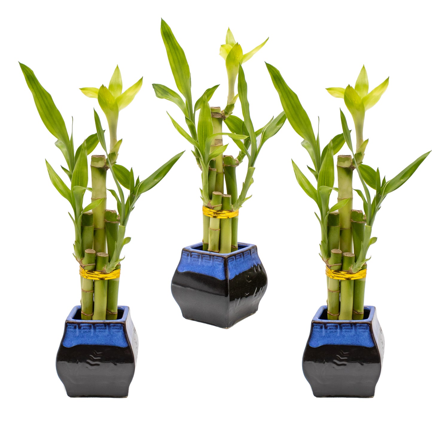 5-Stalk Lucky Bamboo Arrangement and Ceramic Square Vase