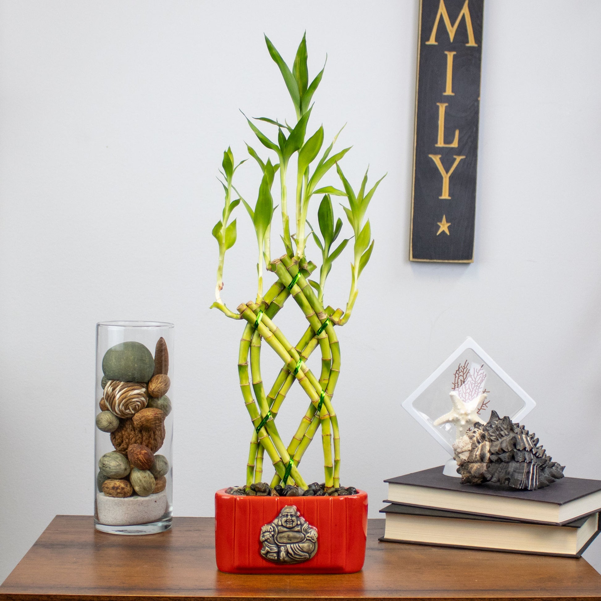 teleflora lucky bamboo 8 Stalk Trellis Braided Lucky Bamboo Live Indoor Plant – NW Wholesaler