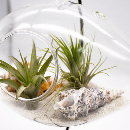 air plant in seashell Hanging Air Plant Terrarium with Sea Shells