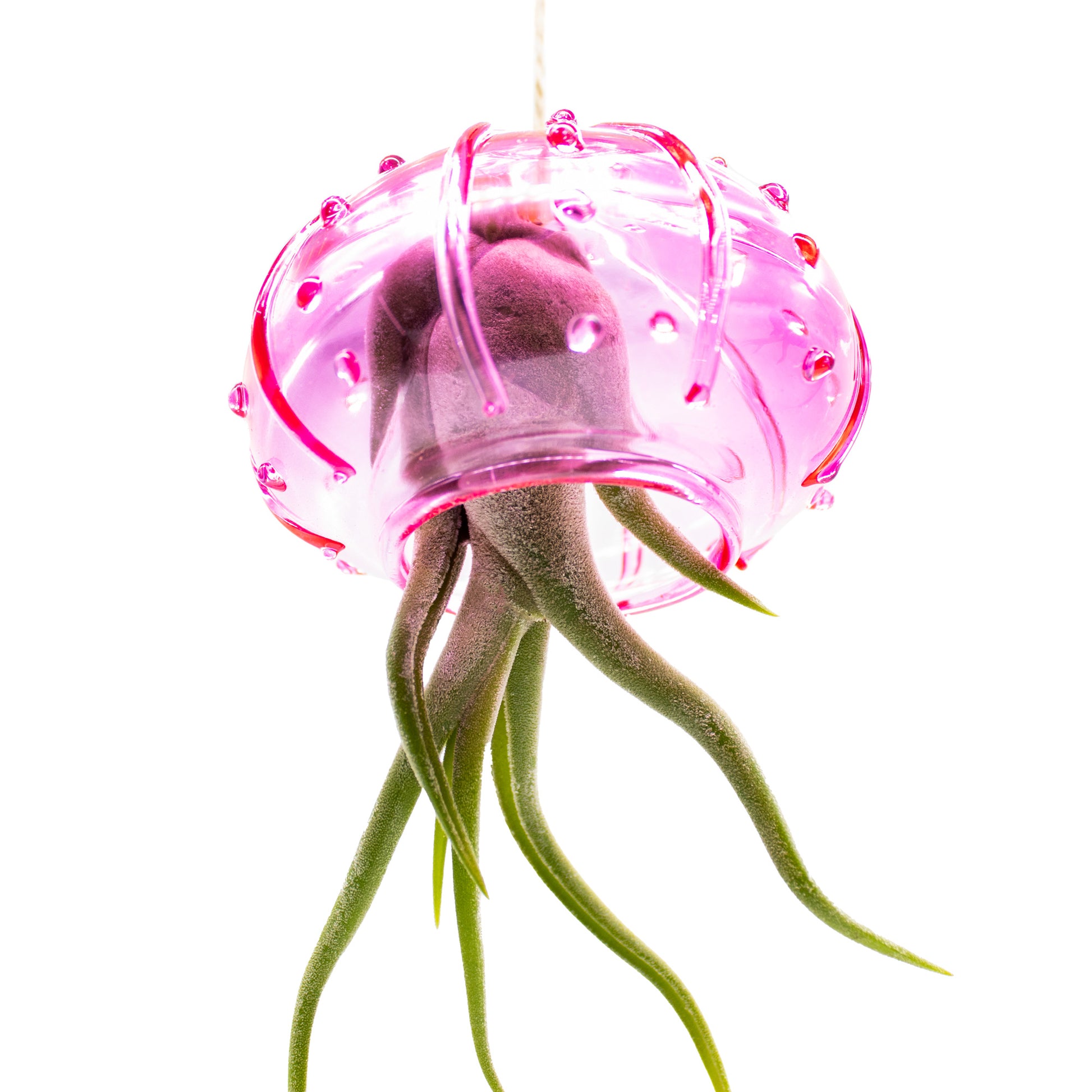 air plants that look like jellyfish Set of 24 Assorted Tillandsia Air Plants in Glass Jellyfish - Hanging Plants