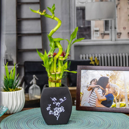 5-Stalk Bamboo Arrangement with Spiral Stalk and Black Pot
