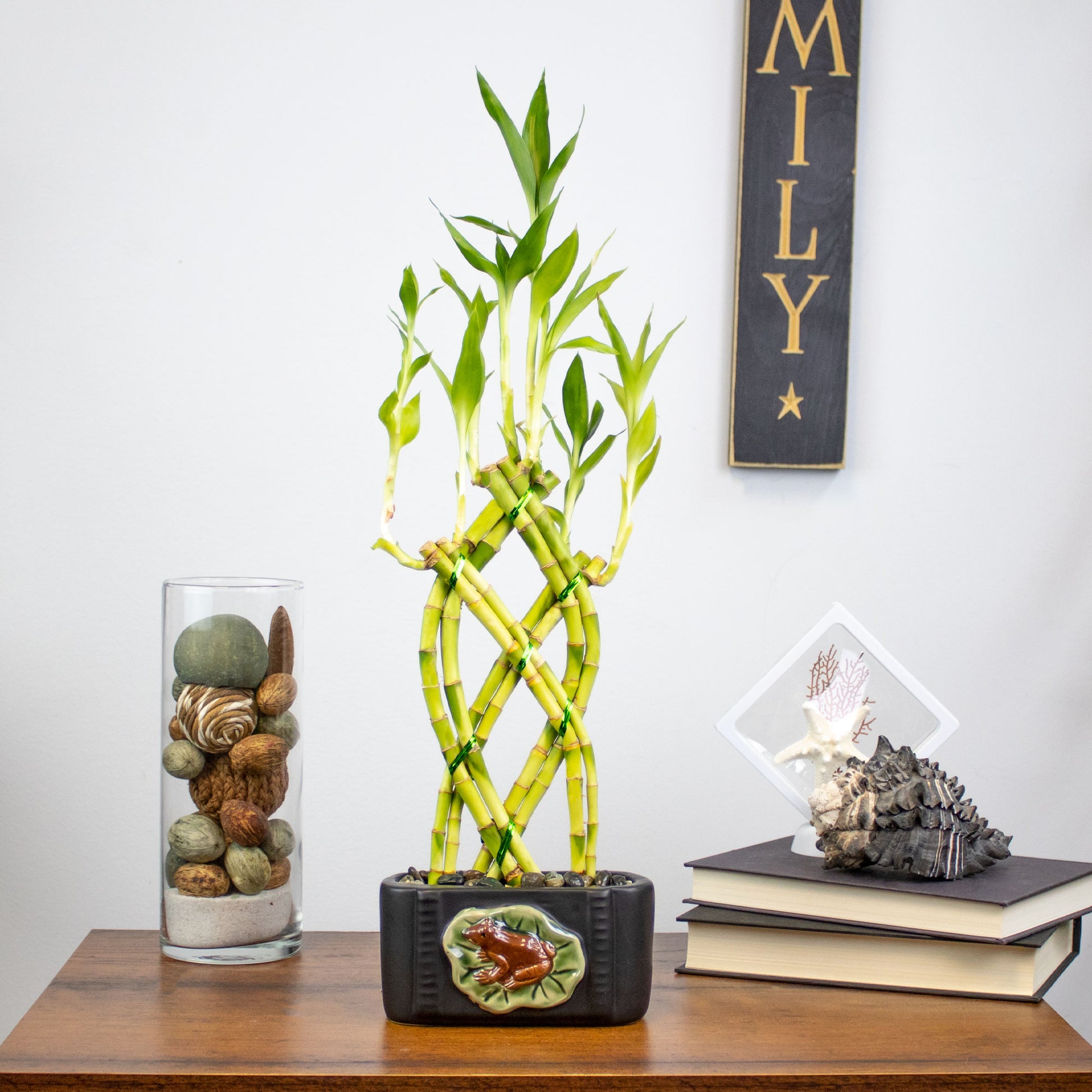 lucky bamboo design 8 Stalk Trellis Braided Lucky Bamboo Live Indoor Plant – NW Wholesaler