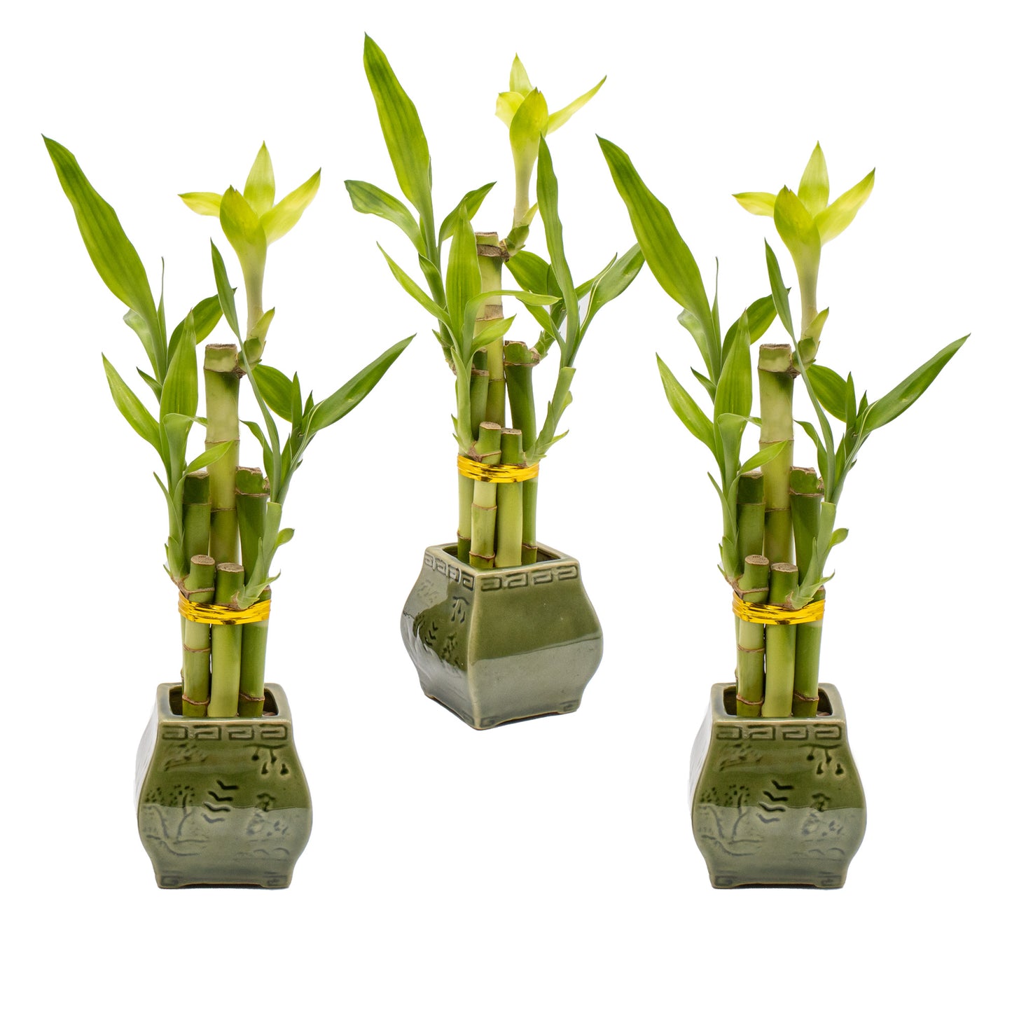 5-Stalk Lucky Bamboo Arrangement and Ceramic Square Vase