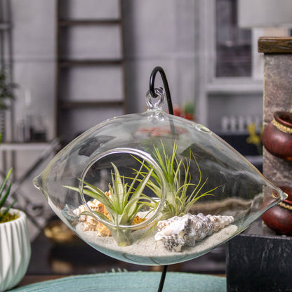 air plant hanging glass Hanging Air Plant Terrarium with Sea Shells