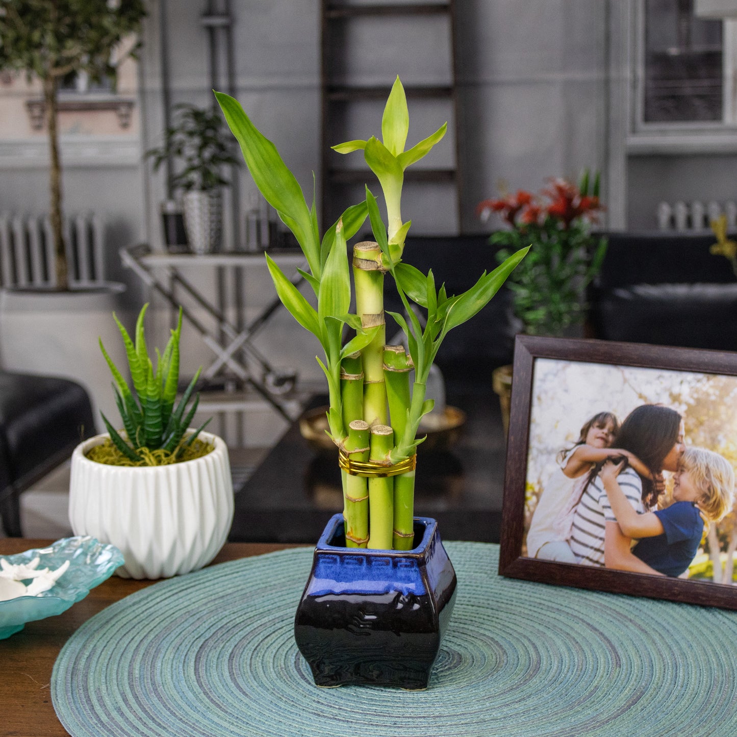 5-Stalk Lucky Bamboo Arrangement and Ceramic Square Vase