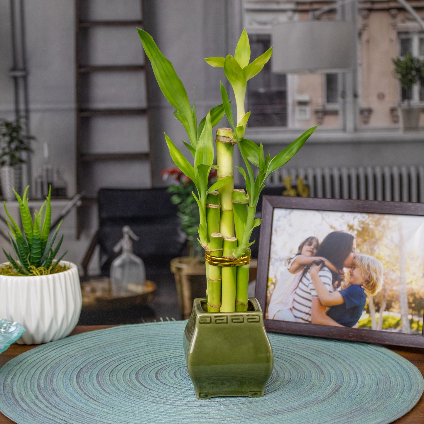 5-Stalk Lucky Bamboo Arrangement and Ceramic Square Vase