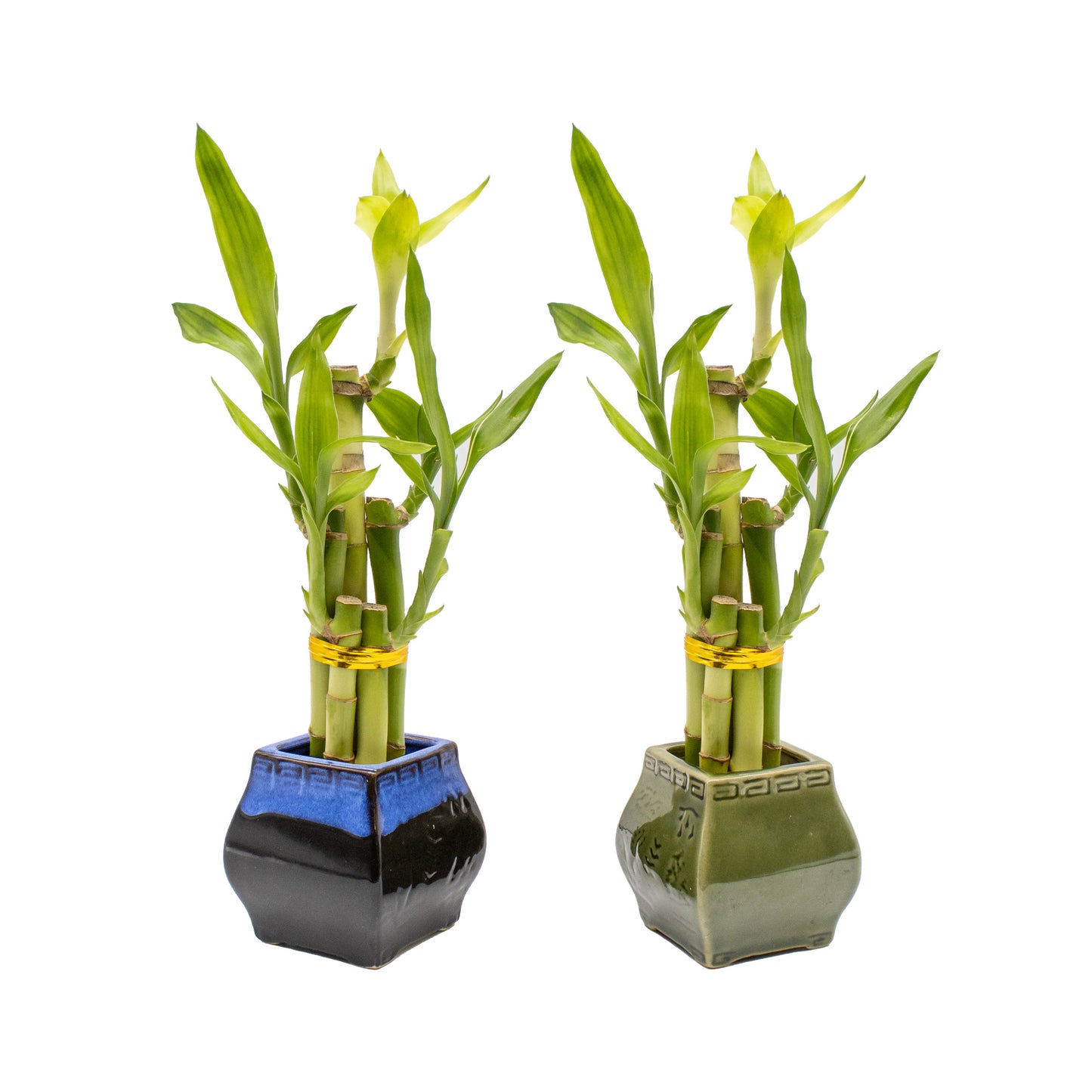 5-Stalk Lucky Bamboo Arrangement and Ceramic Square Vase