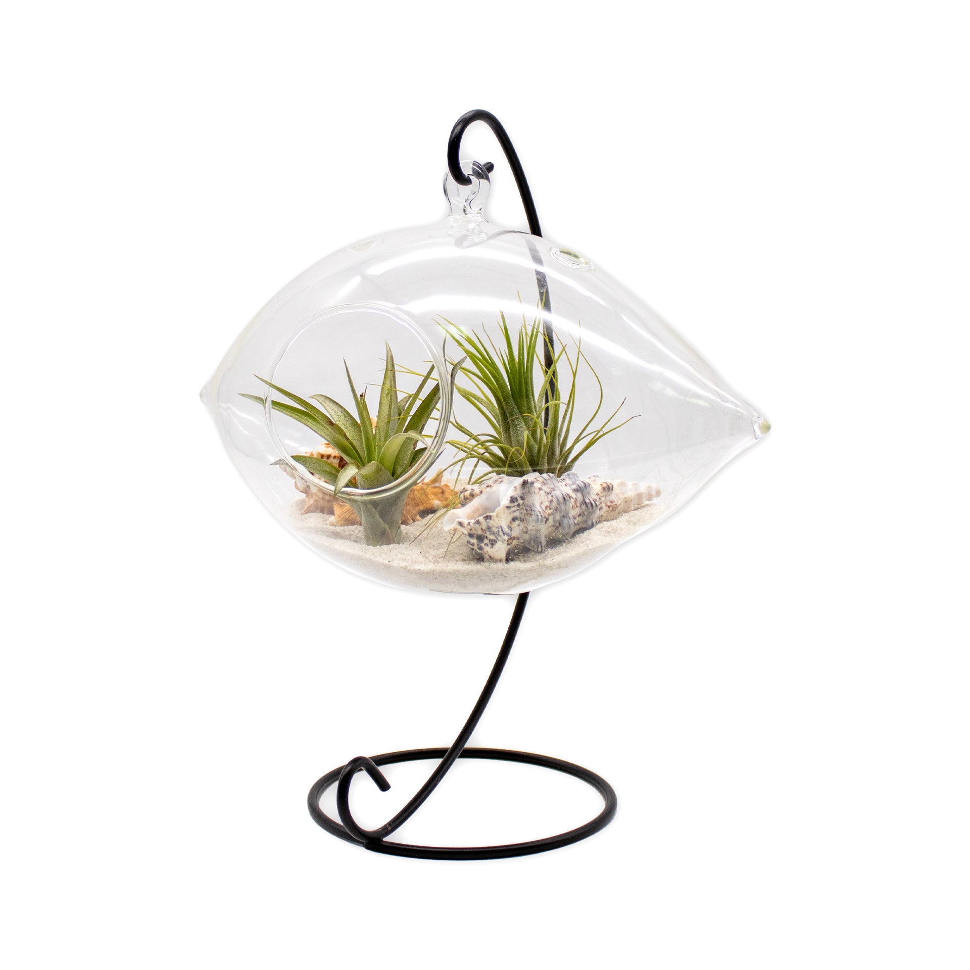 Hanging Air Plant Terrarium with Sea Shells