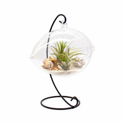 air plant shells Hanging Air Plant Terrarium with Sea Shells