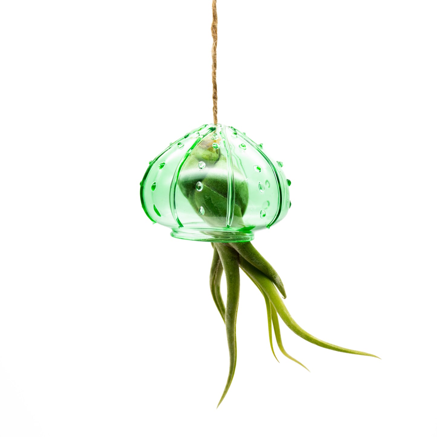 Glass Hanging Jellyfish with Tillandsia Assorted Air Plant - Set of 24