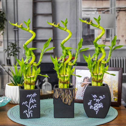 5-Stalk Bamboo Arrangement with Spiral Stalk and Black Pot