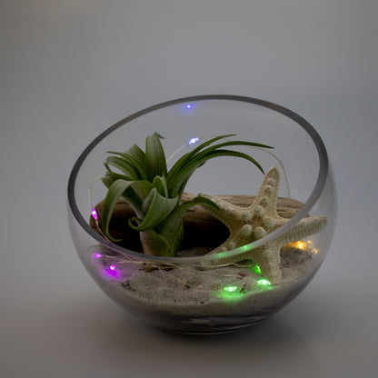 succulent string lights Battery Operated 20 LED String Lights Multicolor