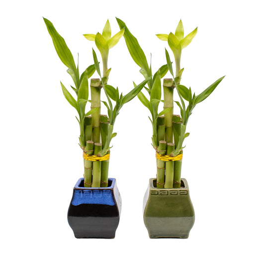 5-Stalk Lucky Bamboo Arrangement and Black Pot - 2 Styles