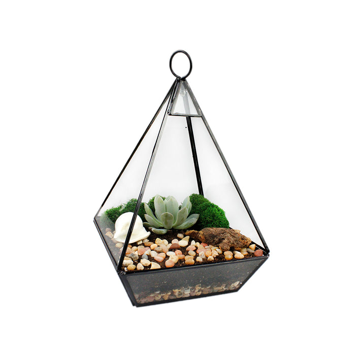 Terrarium Essentials Kit Everything You Need For Your Terrarium! NW