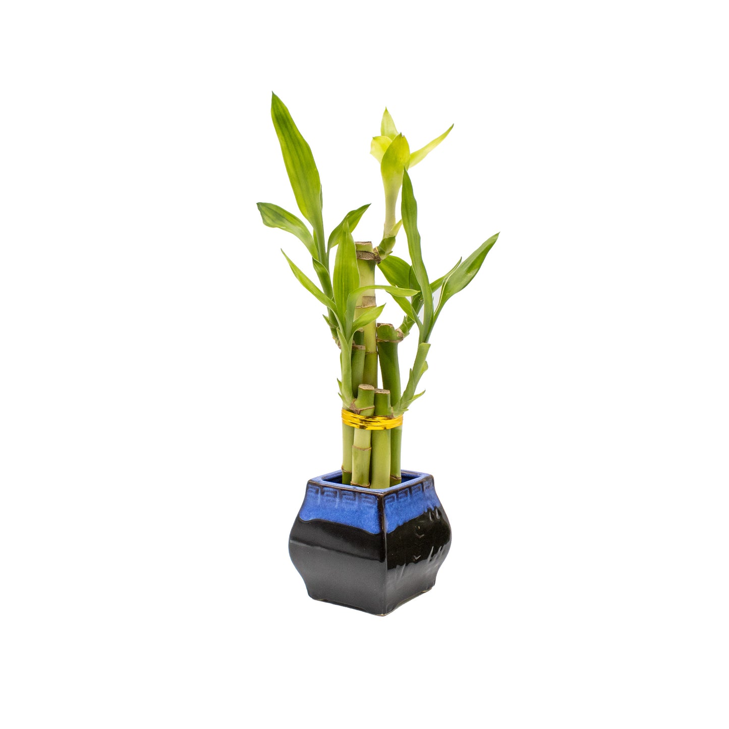 5-Stalk Lucky Bamboo Arrangement and Ceramic Square Vase