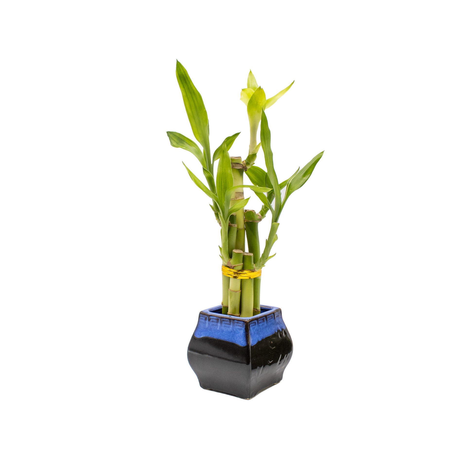 lucky bamboo planter pots 5-Stalk Lucky Bamboo Arrangement and Ceramic Square Vase