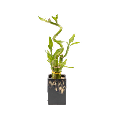 5-Stalk Bamboo Arrangement with Spiral Stalk and Black Pot