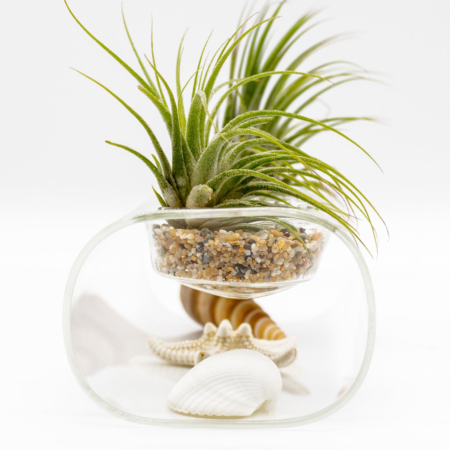 Tillandsia Air Plant Arrangement with Glass Vase and Seashells