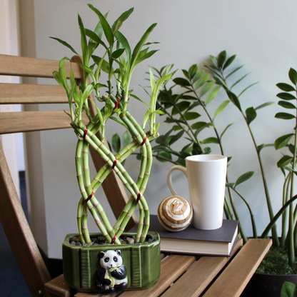 braided lucky bamboo plants 8 Stalk Trellis Braided Lucky Bamboo Live Indoor Plant – NW Wholesaler