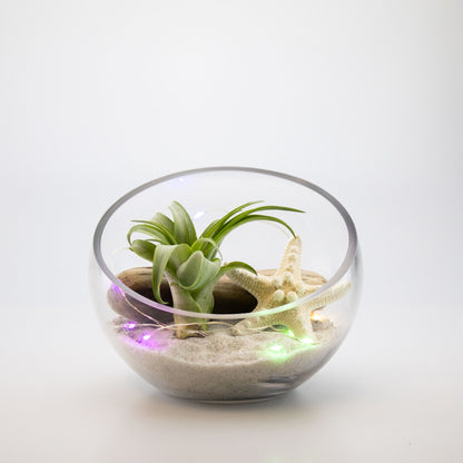 succulent string lights Battery Operated 20 LED String Lights Multicolor